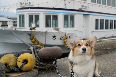 【愛犬と乗船】ワンコと遊覧クルーズ♪
